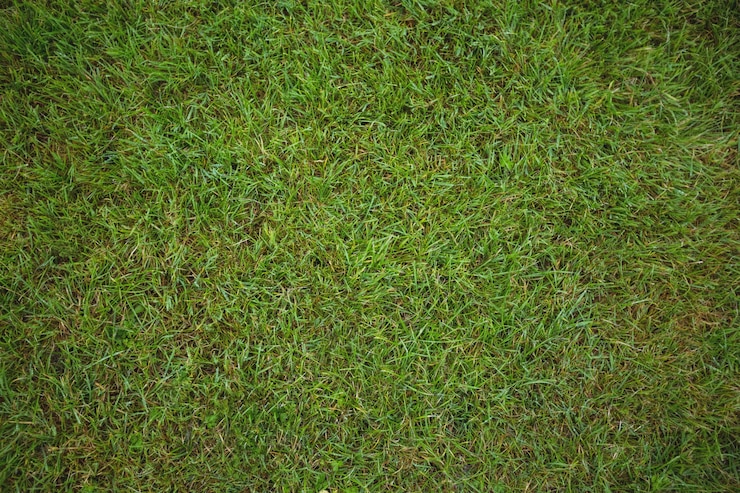 Free Photo green grass field background
