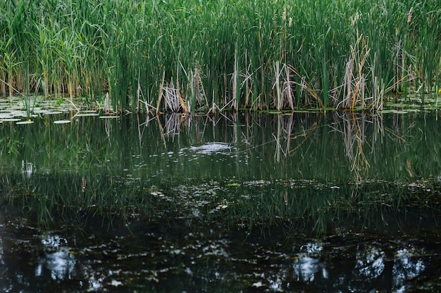 Бесплатное фото Зеленая трава, растущая у озера