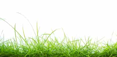 Бесплатное фото Зеленая трава на белом фоне