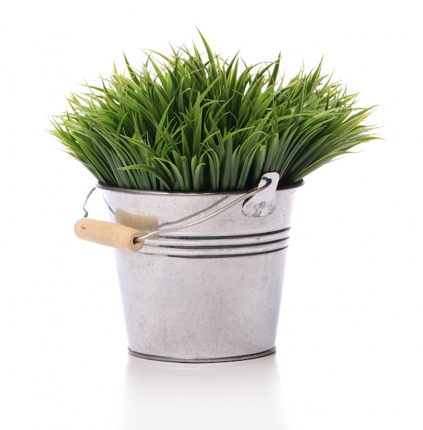 Green grass in the pail