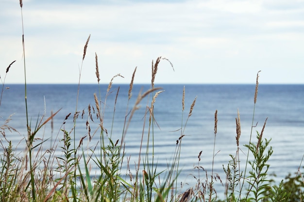 Зеленая трава, тростник, стебли, дует ветер, горизонтальное, размытое море на фоне. осенняя трава растет на холме над пляжем балтийского моря. природа, лето, концепция травы, копия пространства