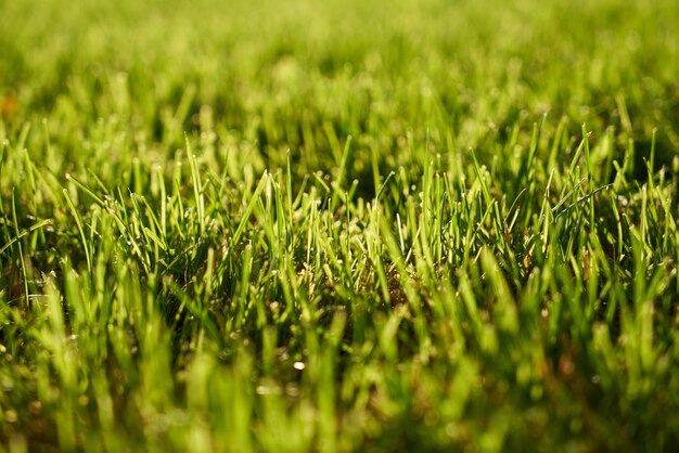 Green grass surface