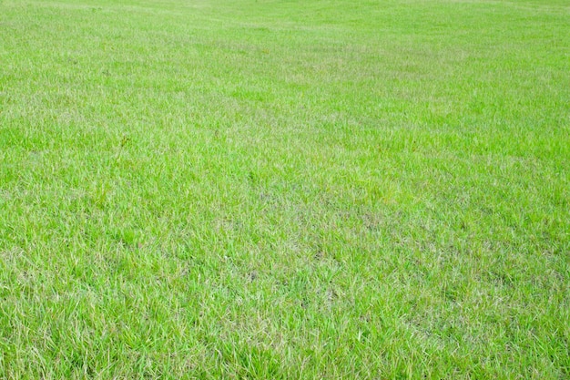 Green grass surface