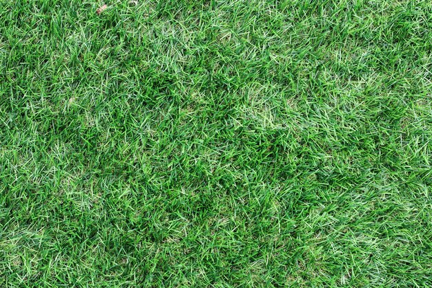 緑の草のテクスチャ上面図緑の芝生 完璧なゴルフやサッカー サッカー場の背景 プレミアム写真