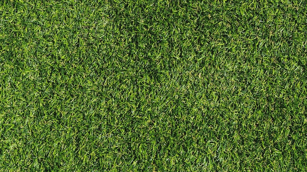 Green grass texture background