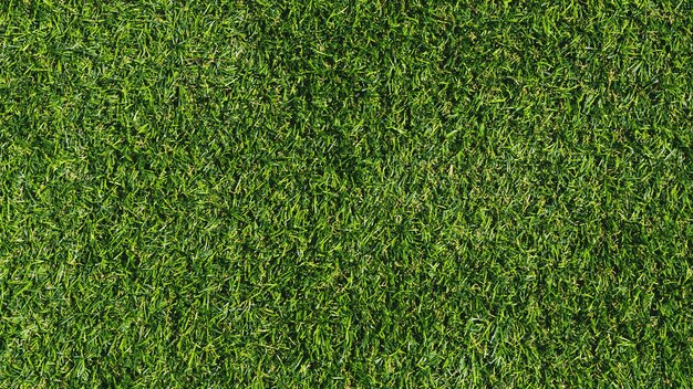 Green grass texture background