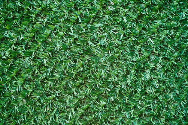 Green grass texture