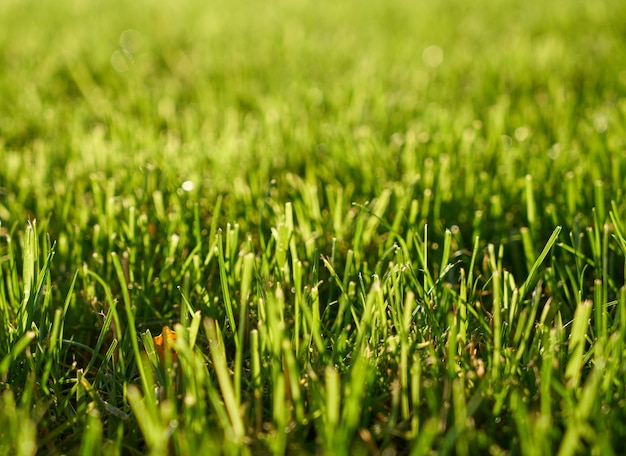 Free photo green grass texture