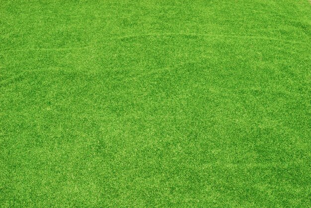 Green grass texture