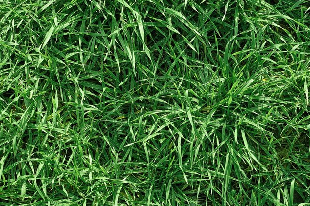 녹색 잔디, 상위 뷰, 배경 또는 벽지의 질감. 텍스트 또는 광고에 대한 녹색 잔디, 패턴 및 질감 배경. 이슬 방울과 잔디.