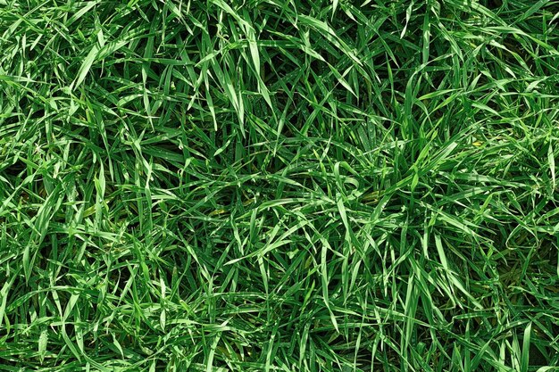 Green grass, top view, texture for background or wallpaper. Green lawn, pattern and texture background for text or advertising. Grass with dew drops.