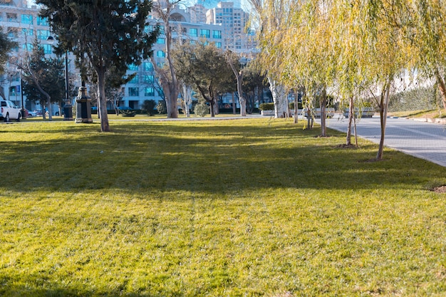 Green grass and trees in the park