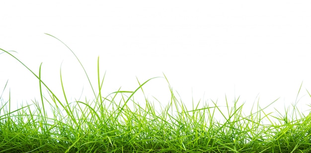 Green grass on white background