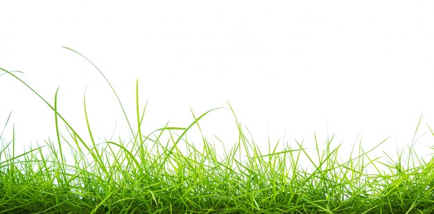 Green grass on white background