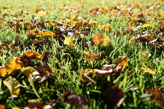 Green grass and yellow leaf background