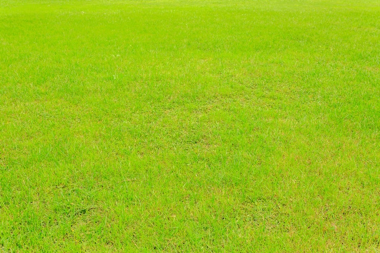 무료 Photo 녹색 풀