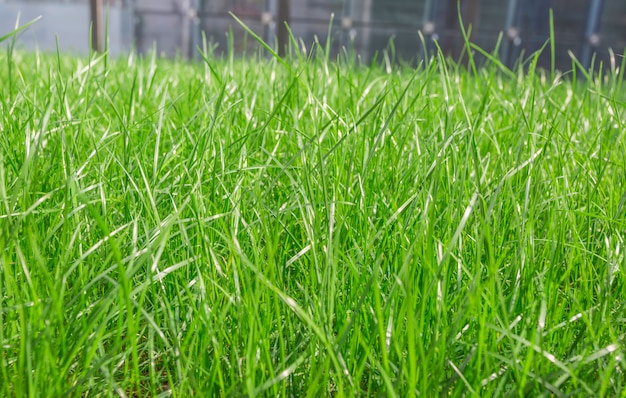 緑の草