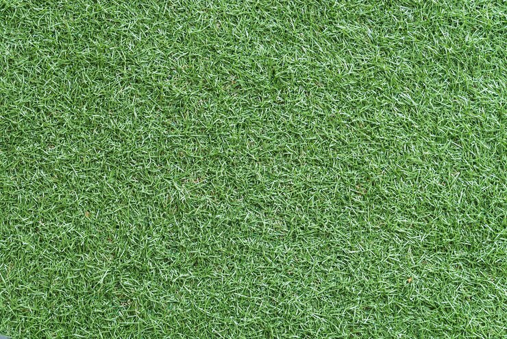Free Photo green grass