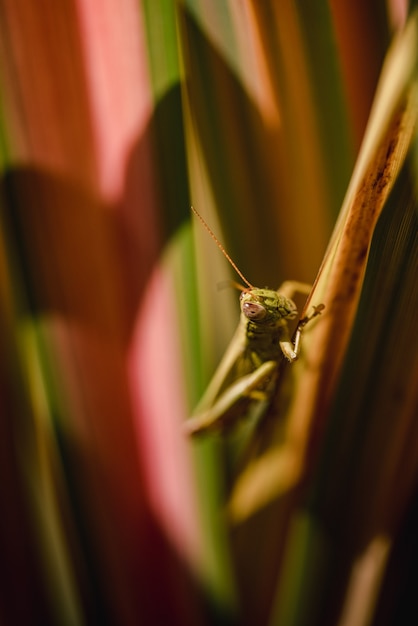 Green grasshopper perched on brown stem in close up during daytime