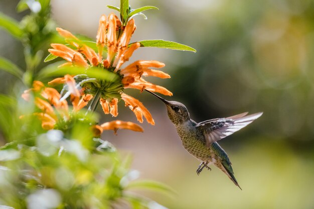 Green and gray humming bird flying over yellow flowers