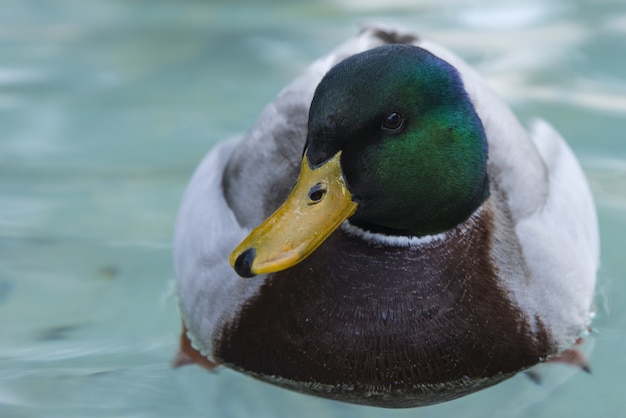 Green-headed mallard swimming on the surface of the water