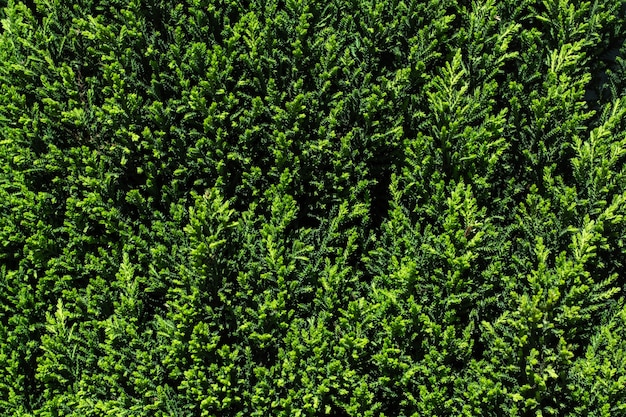 Free photo green hedge texture