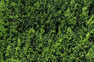 Free photo green hedge texture