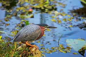 Free photo green heron