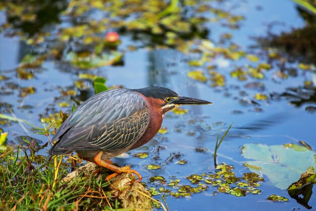 Green heron