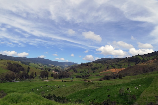 無料写真 牛の牧草地でいっぱいの緑の丘