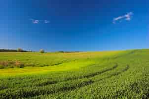 Foto gratuita colline verdi