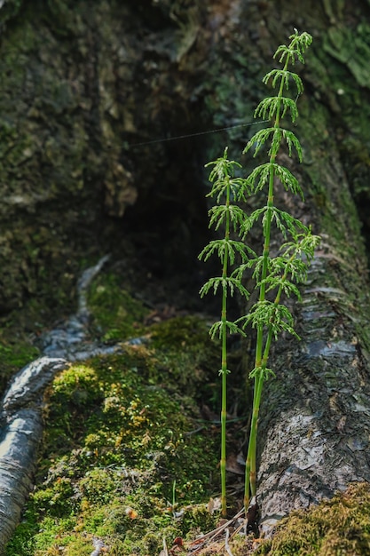 Green horsetail in the spring forest selective soft focus on the young shoot of the plant Northern forest undergrowth care for nature and environmental ecology Background or banner idea