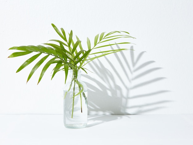 Зеленое комнатное растение в стеклянной банке