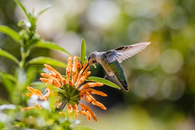 昼間にオレンジ色の花の上を飛んでいる緑のハミング鳥