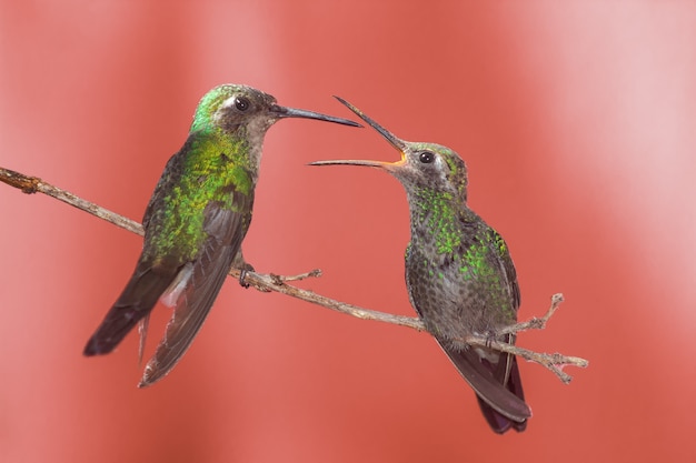 Green hummingbird on a twig with open mouth, waiting to be fed by mother