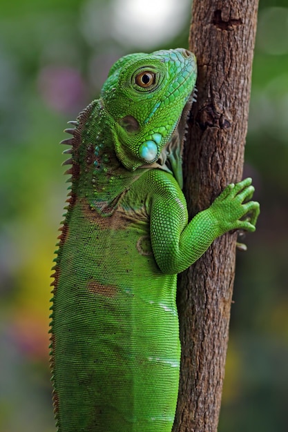 Green Iguana closeup on branch animal closeup