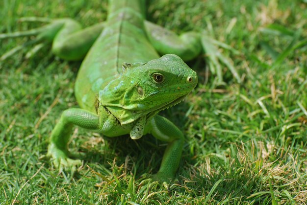 A green iguana creeping through green grass.