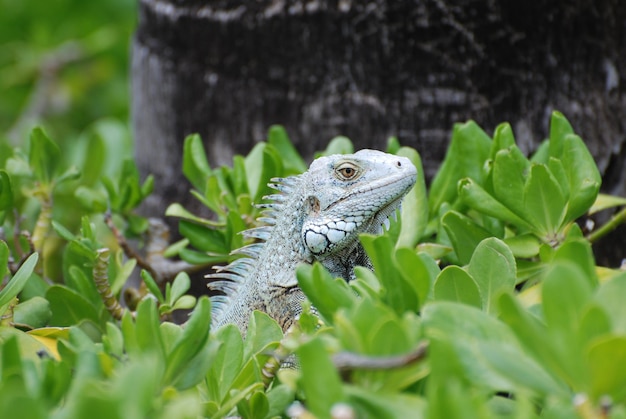 Green iguana sitting in the top of a bush.