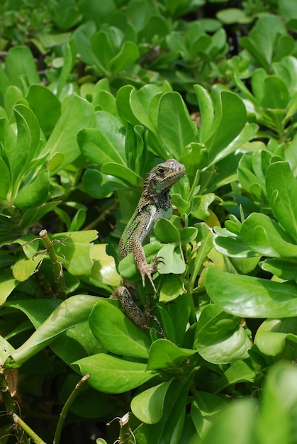 Foto gratuita iguana verde che si siede nella parte superiore di un cespuglio verde.