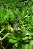 Foto gratuita iguana verde che si siede nella parte superiore di un cespuglio verde.