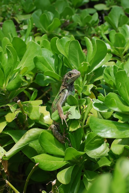 Green iguana sitting in the top of a green bush.