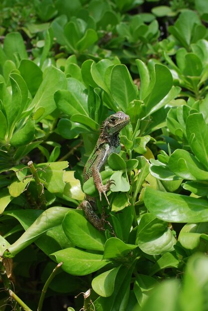 Green iguana sitting in the top of a green bush.