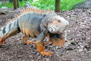 Foto gratuita iguana verde che fissa sulla terra asciutta