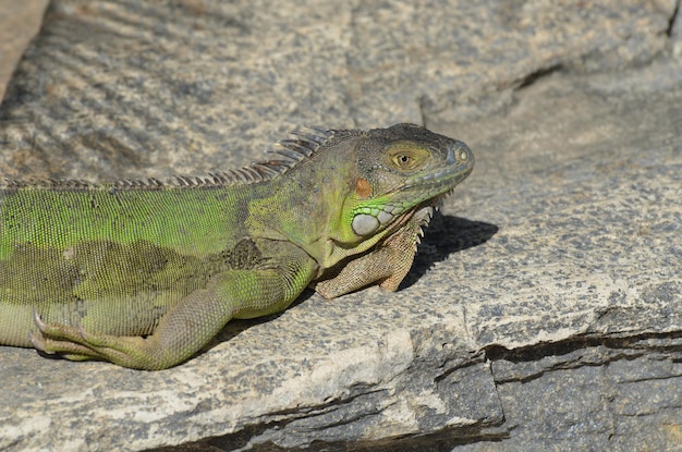 Free photo green iguana sunning himself on rocks in the sun.