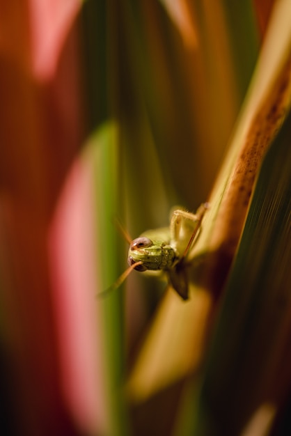 茶色の棒に緑色の昆虫