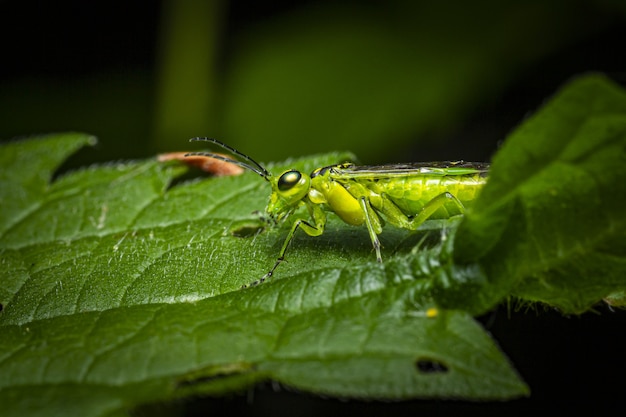 Green insect sitting on green leaf
