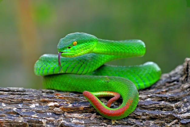 Premium Photo Green Insularis Pit Viper Snakes Timreresurus Albolabris