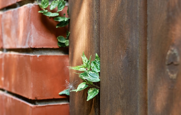 緑のツタの葉が木製の古い庭の柵から芽生えています。緑の葉で覆われた古い木の板と赤レンガの壁。自然な背景のテクスチャ