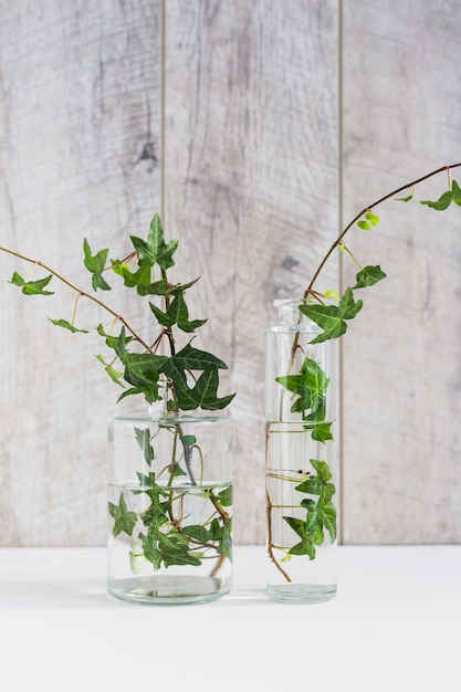 木の壁のガラスの花瓶の異なるタイプの緑のツタの小枝