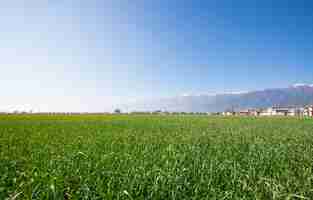 Foto gratuita paesaggio verde in una fattoria